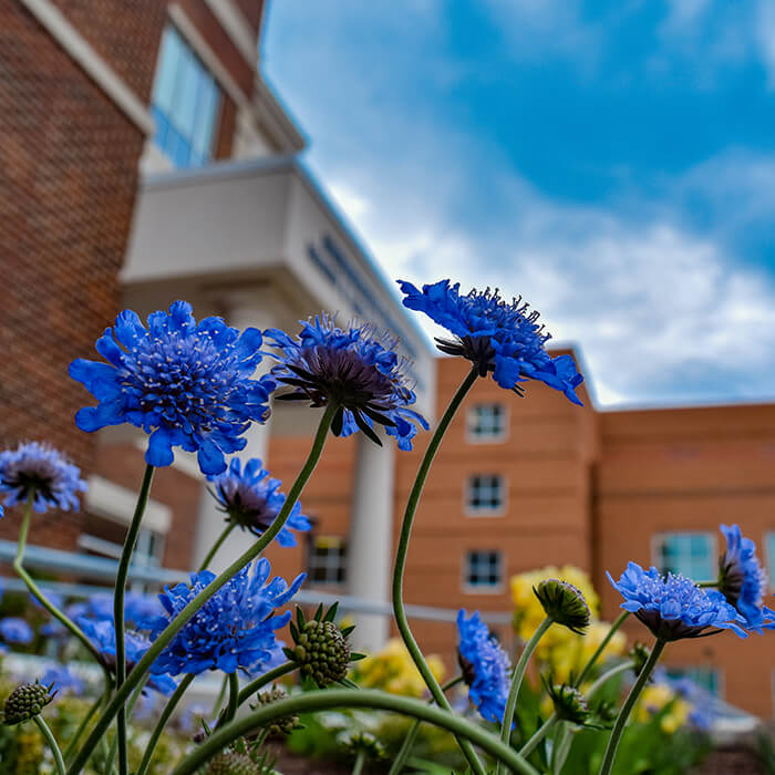flowers at HLSB