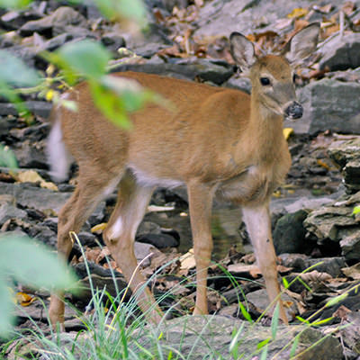 cs-wildlife-fawn