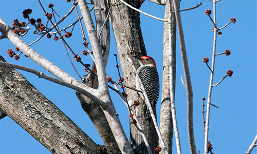 cs-wildlife-woodpecker