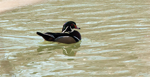 Duck at Cool Spring