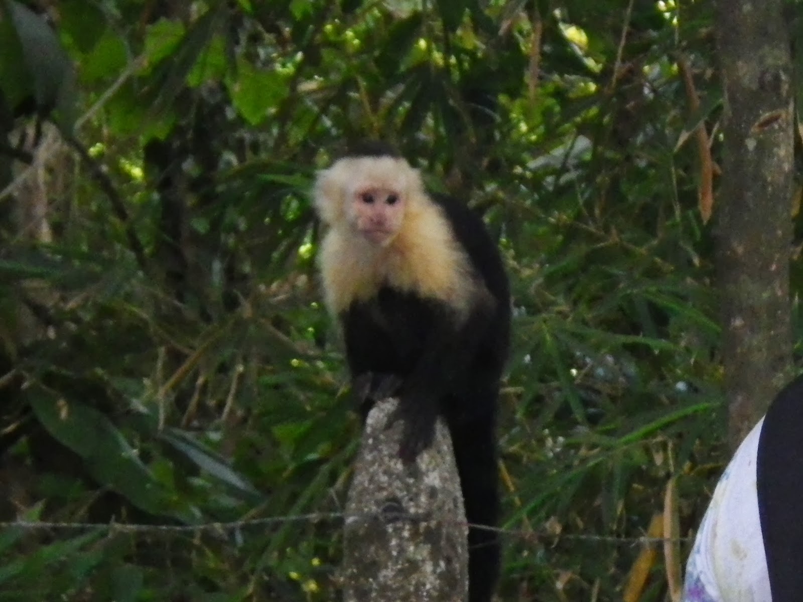 Breath Taking GCP Costa Rica - monkey