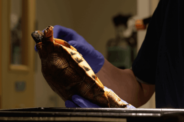 Still from Blue Ridge Wildlife Center short documentary produced by Shenandoah University for a BWRC educational unit.