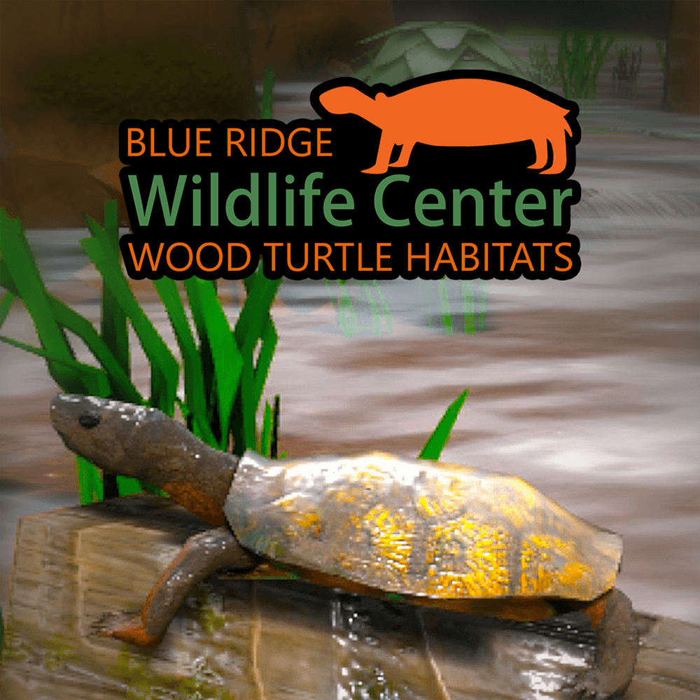 BRWC: Wood Turtle Habitats, a SCiL Virtual Reality Production