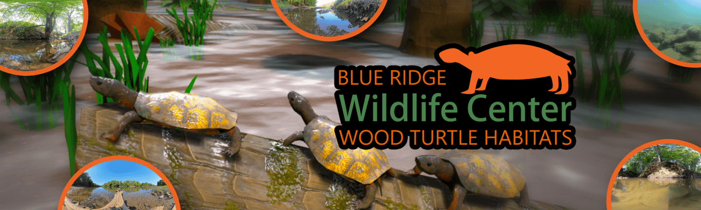 Blue Ridge Wildlife Center: Wood Turtle Habitats