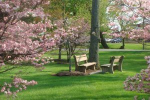 Dogwoods and benches