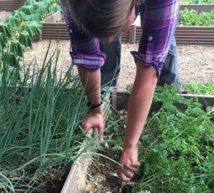 Alice Morgan Pulling Carrot from Community Garden 2016