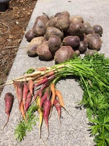 The Shenandoah community garden's first harvest of purple potatoes and a kaleidoscope mix of carrots.