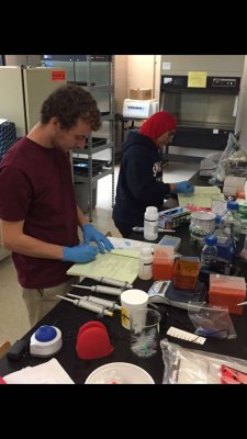 Shenandoah University biology students conduct research in the lab.  