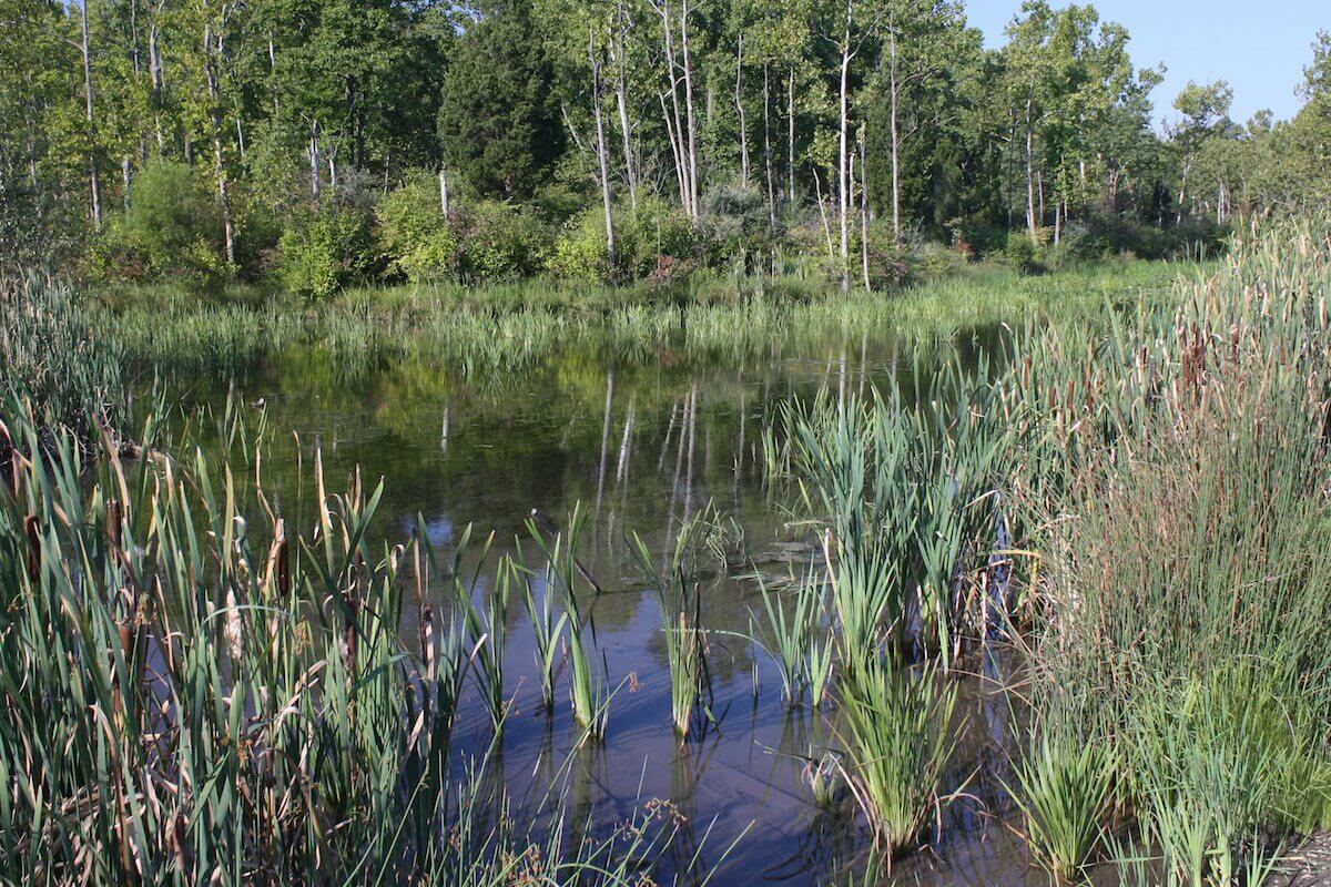 Shenandoah University Researchers And Virginia Ecologist Wrap Up Study Of Abrams Creek Wetlands Specimens From Study To Be Presented To George Mason University