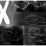 "Deoxyribonucleic Art," by Dillon Richardson.Genes are the structural blueprints for making proteins. I wanted to highlight some of the important aspects of these genes, from the organization (Chromosome) to the structure (DNA strand), and how this biological code is made into a final product, proteins! (DNA Replication, Transcription, and Translation). DNA Replication is the replicating of DNA for growth. Transcription is the process of turning DNA into messenger RNA (mRNA). Translation is the process of taking mRNA to a Ribosome to ultimately make a protein! The art presented was painted using strawberry DNA (the paint) labeled with SYBR Safe DNA stain, blotting paper (the canvas), and ChemidocTM XRS+ Image Lab to bring this to life.