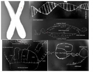 "Deoxyribonucleic Art," by Dillon Richardson.Genes are the structural blueprints for making proteins. I wanted to highlight some of the important aspects of these genes, from the organization (Chromosome) to the structure (DNA strand), and how this biological code is made into a final product, proteins! (DNA Replication, Transcription, and Translation). DNA Replication is the replicating of DNA for growth. Transcription is the process of turning DNA into messenger RNA (mRNA). Translation is the process of taking mRNA to a Ribosome to ultimately make a protein! The art presented was painted using strawberry DNA (the paint) labeled with SYBR Safe DNA stain, blotting paper (the canvas), and ChemidocTM XRS+ Image Lab to bring this to life.