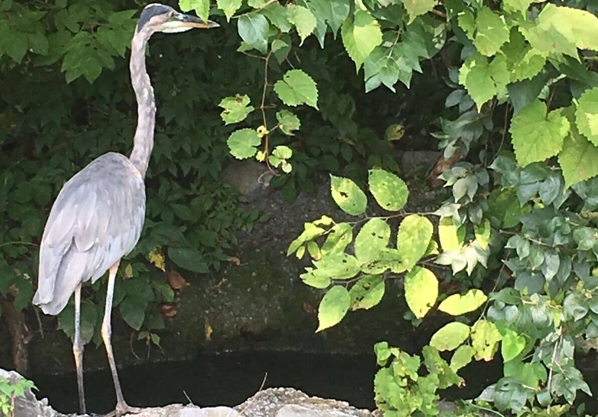 Neighboring Heron Makes Appearances Big Bird Enjoys Spaces Around University