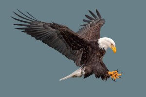 Stock photo of an eagle