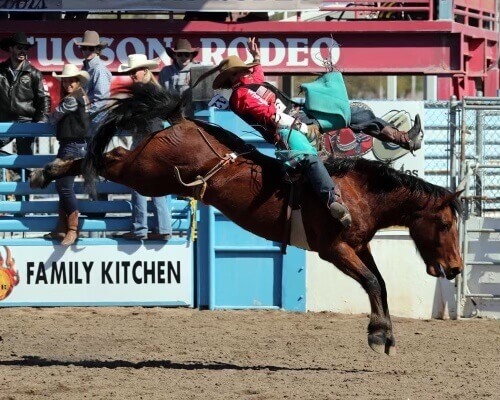 Bucking bronco with rider at the Tucson Rodeo, with Shenandoah student Corinne Wallis '22 at left, on ring gate. 