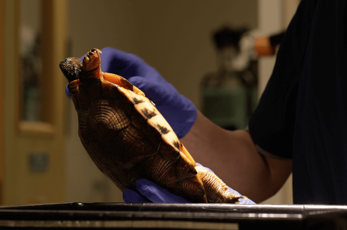 Still from Blue Ridge Wildlife Center short documentary produced by Shenandoah University for a BWRC educational unit.